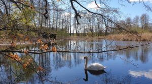 Moritzburger Teichgebiet – Schwan auf dem Furtteich