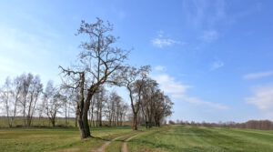 Radeburg – Wiesenweg mit Robinien