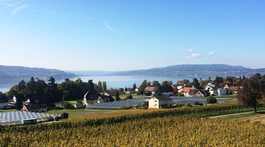 Blick zum Bodensee von der Insel Reichenau
